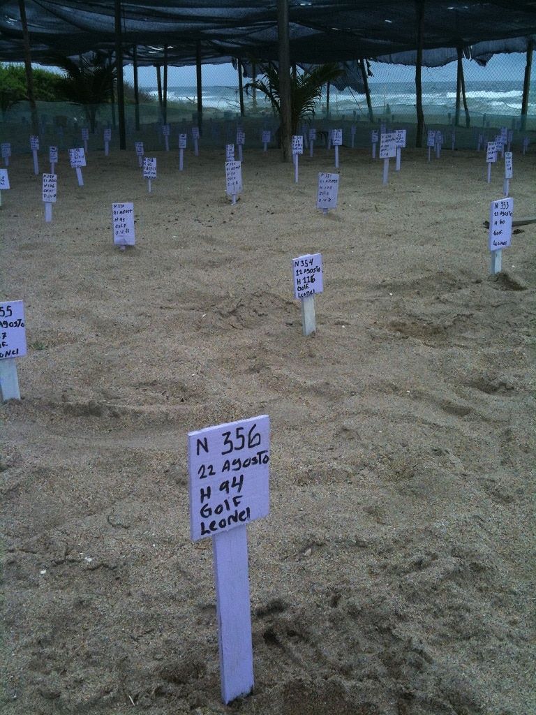Rows of white memorial markers in a sandy field, with trees in the background.