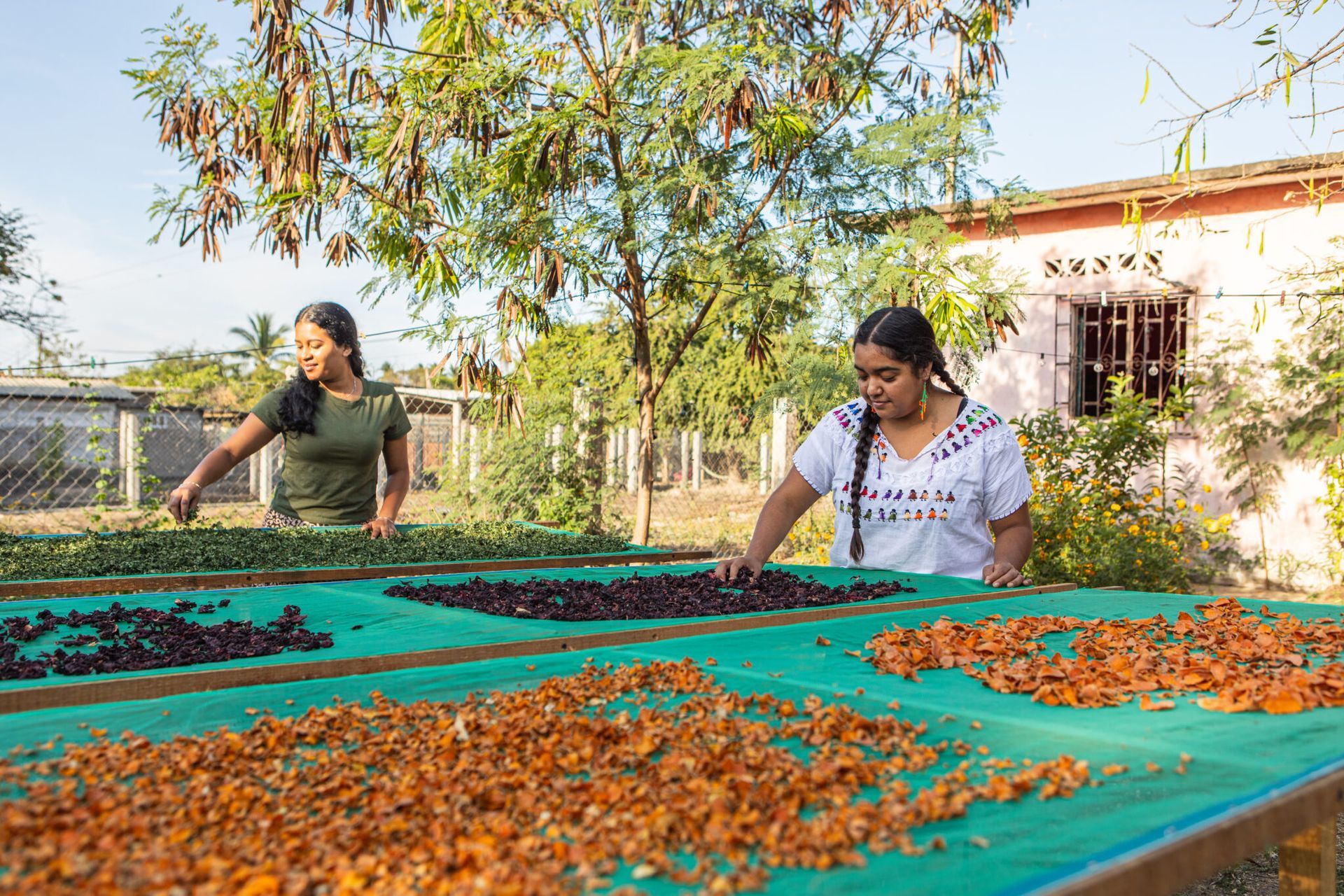 Two people sorting produce on green drying tarps outdoors near a house and trees