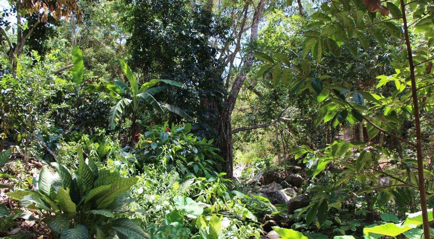 Dense tropical forest with lush green foliage and sunlight filtering through the trees
