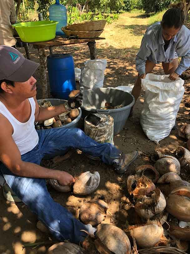 Two people sorting harvested coconuts outdoors beside sacks and buckets
