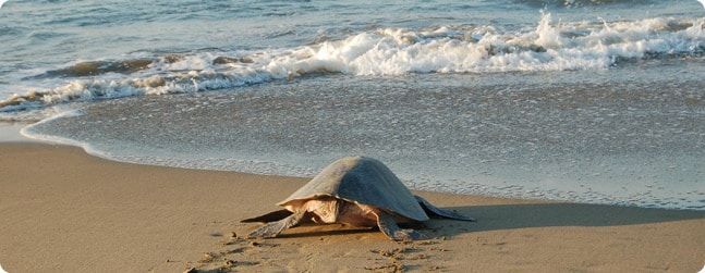 Sea turtle crawling toward the ocean on a sandy beach as waves break nearby
