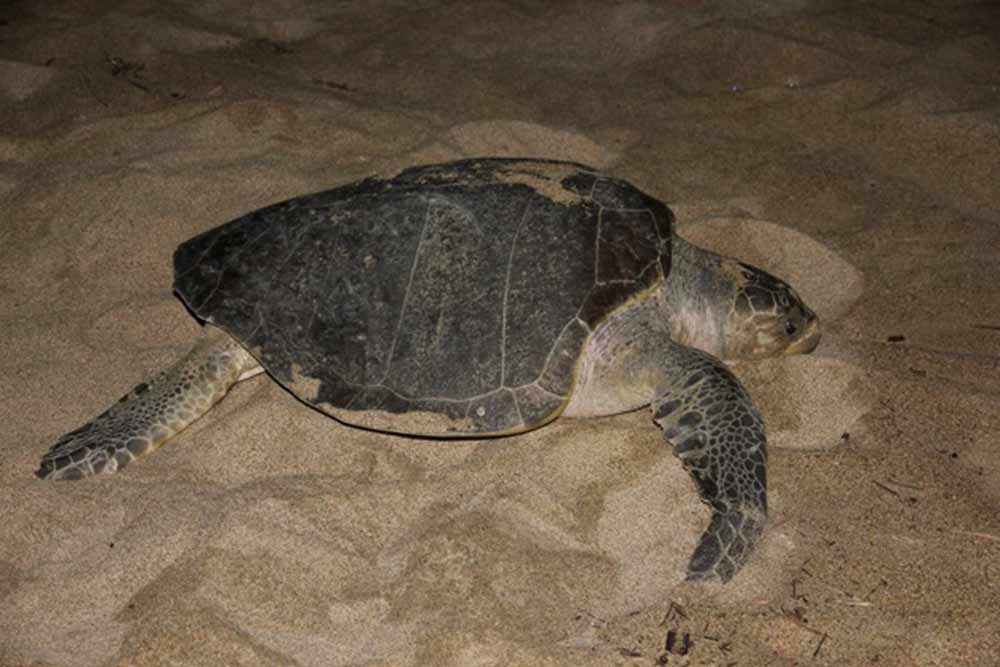 Sea turtle on a sandy beach at night, crawling toward the water