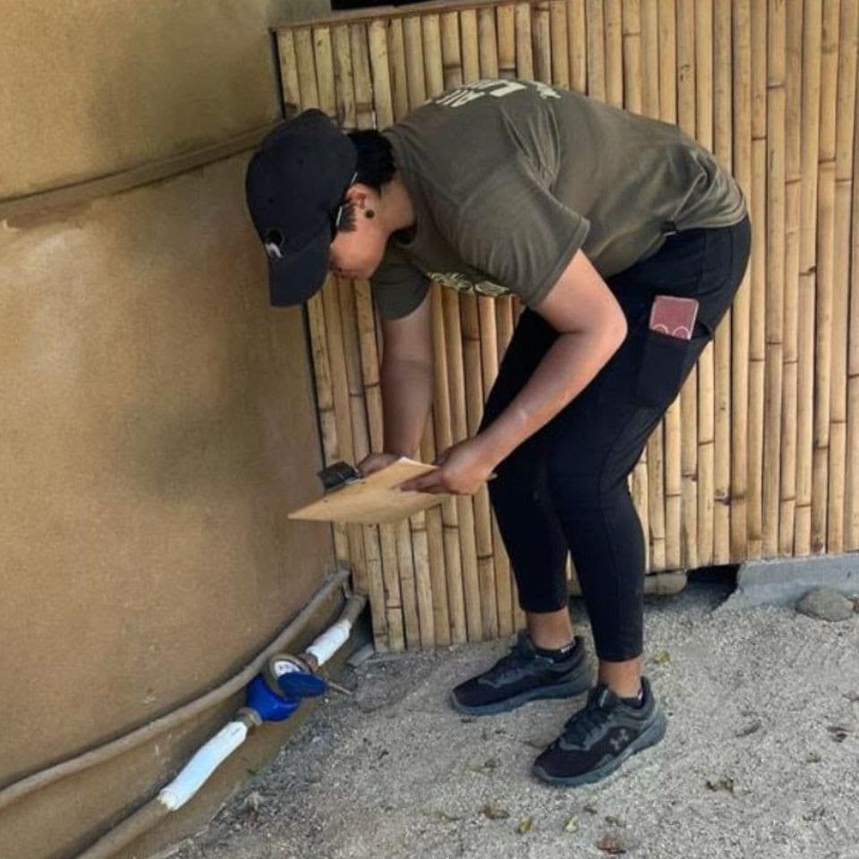 Person bending over near a bamboo wall, using a tool on the ground beside a white pipe and blue valve.