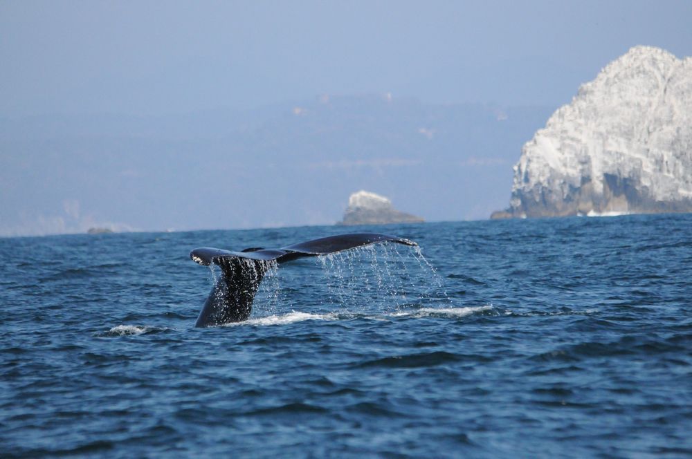 Whale tail splashing in the ocean with snowy cliffs in the background