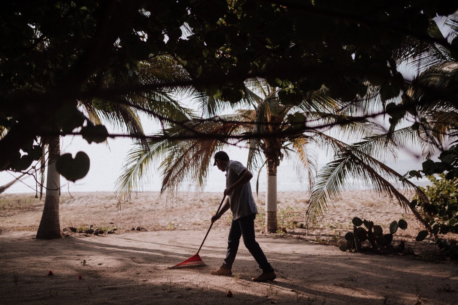 Person sweeping sandy ground beneath palm trees on a beach