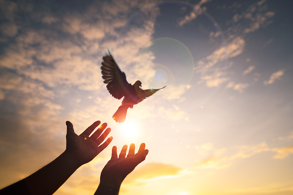 Hands reaching up toward a dove in flight against a sunset sky.