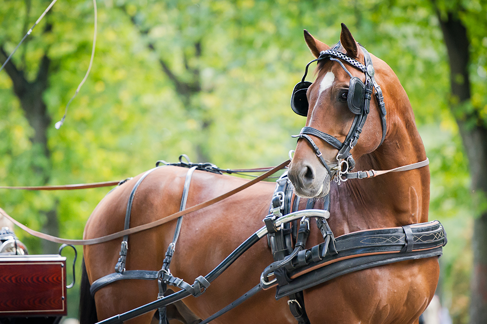 Brown horse in harness, pulling a carriage, outdoors with green trees in background.
