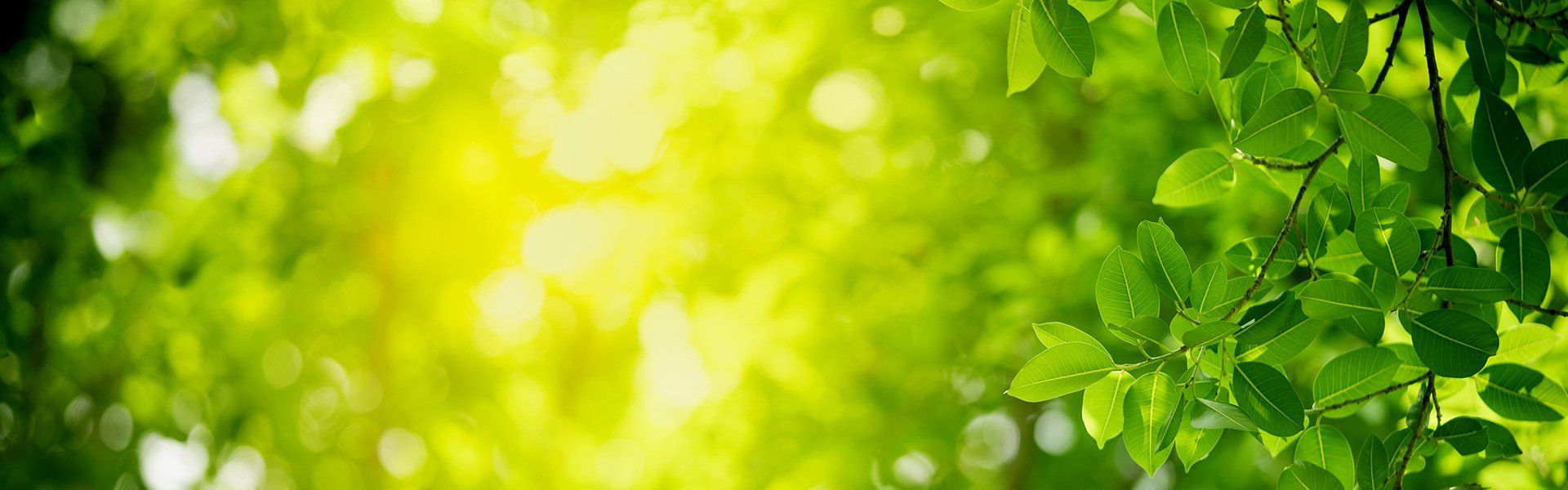 Green leaves with sunlight shining through.