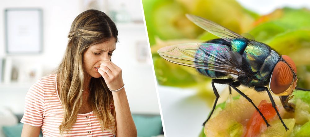 odours and flies Woman pinching nose, looking disgusted, next to a fly on food.