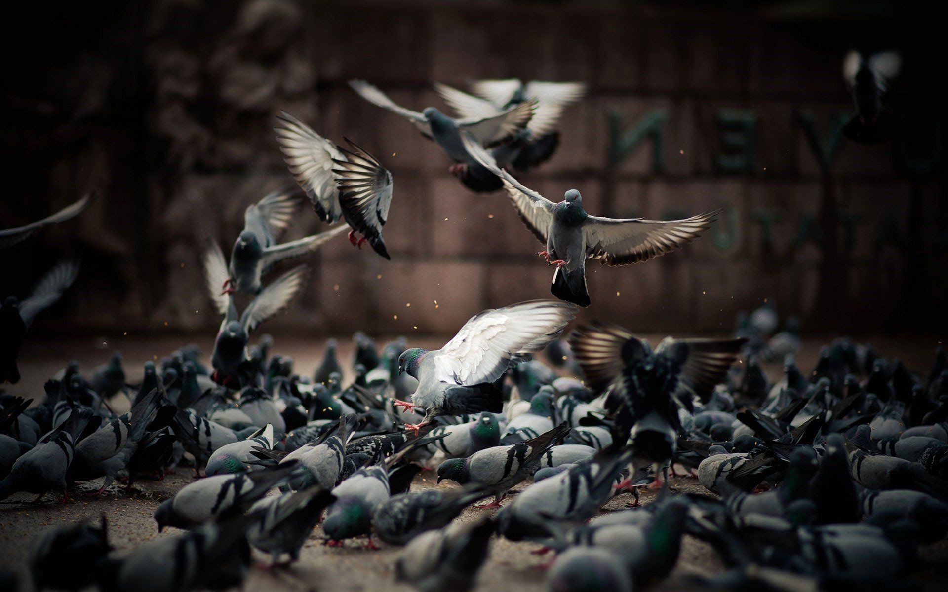 Flock of pigeons gathered on ground; some taking flight against a brick wall background.
