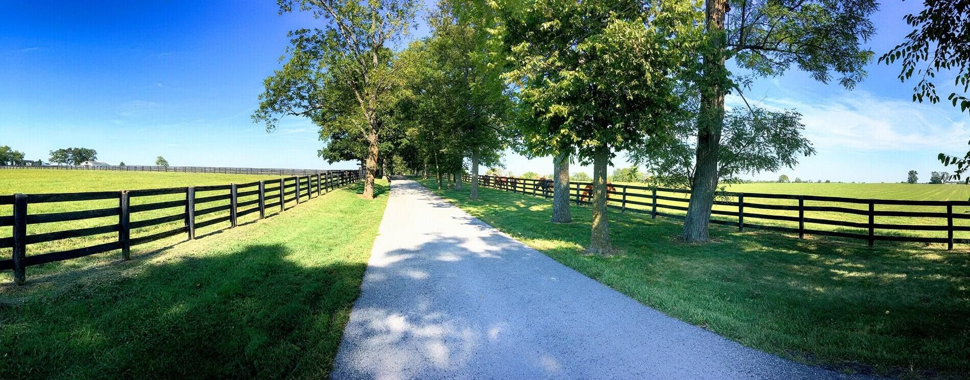 Sunlit gravel driveway lined with black fences and green trees under a blue sky