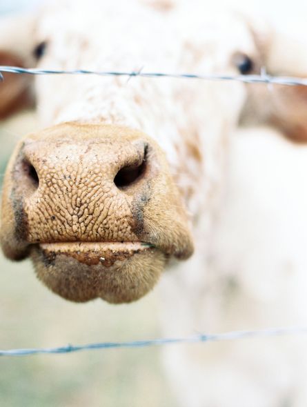 Close-up of a white cow’s nose behind a wire fence