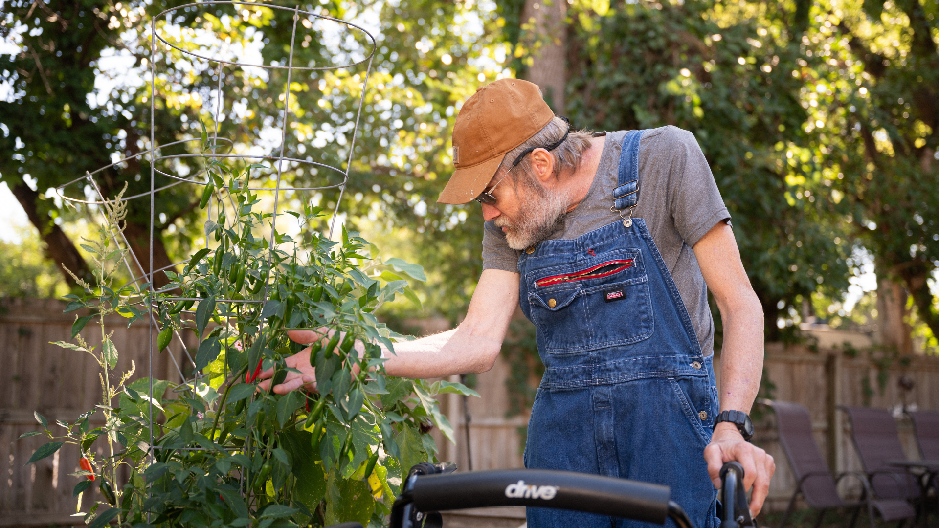Man in overalls and hat tending tomato plants in a garden, using a walker.
