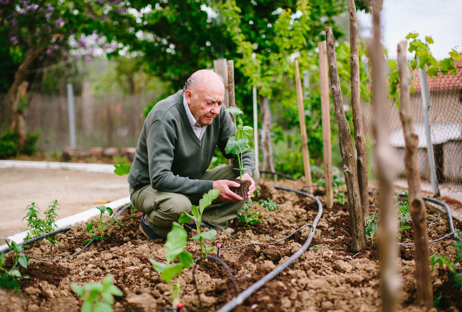 Un uomo con un maglione verde si prende cura di un giardino ed esamina il terreno vicino alle giovani piante.