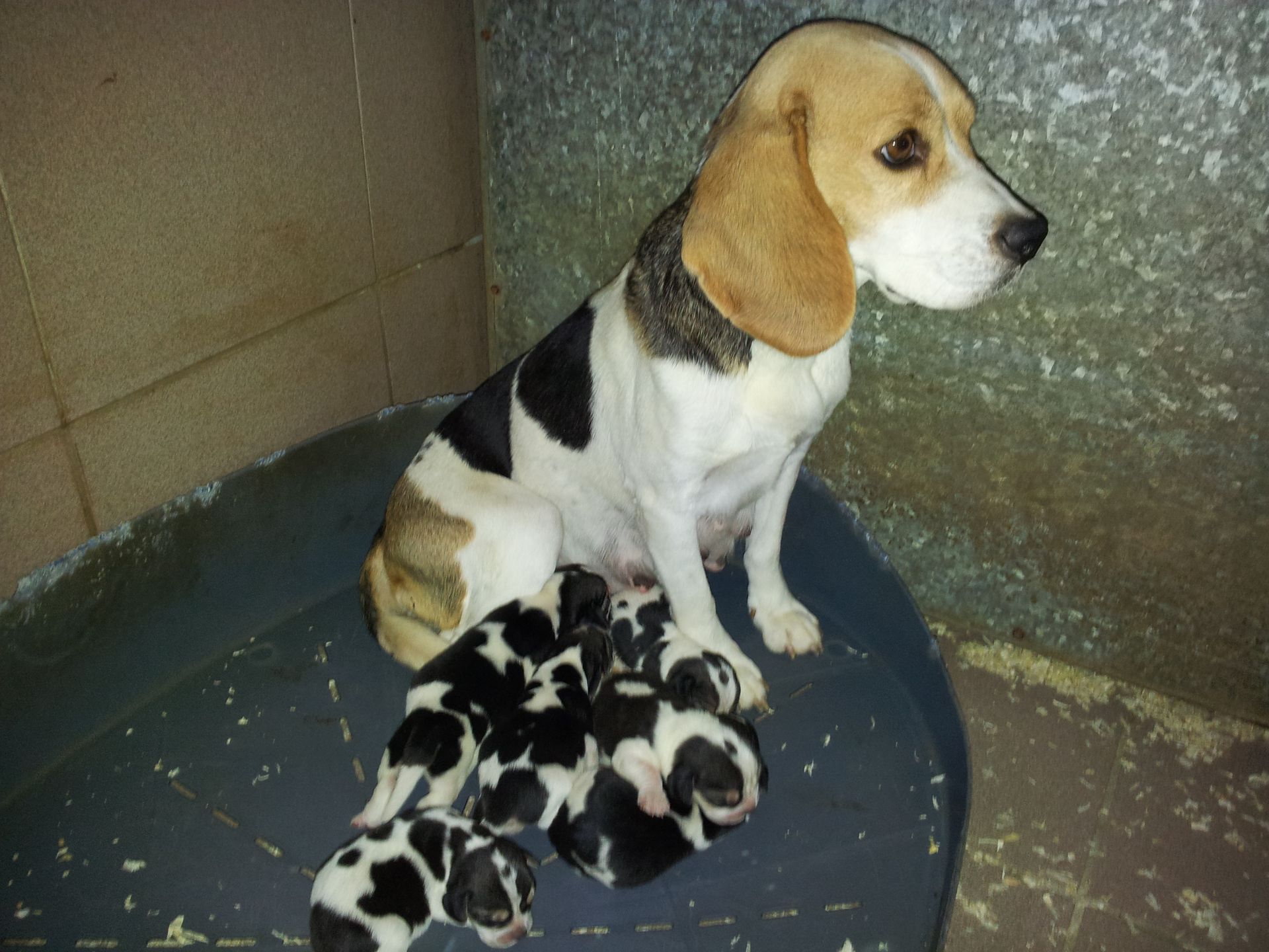 Un cane beagle è seduto accanto a una cucciolata di cuccioli