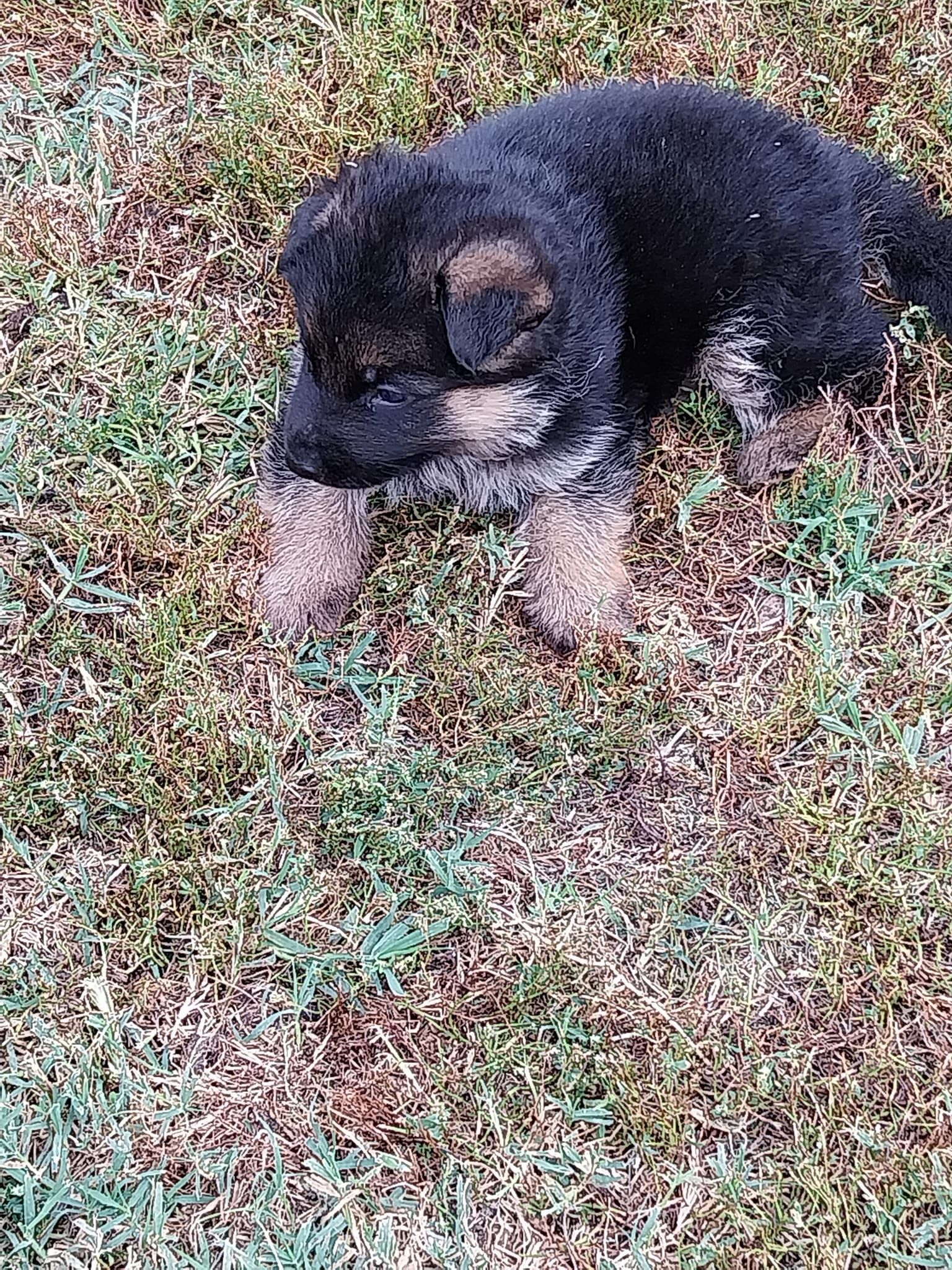 Catahoula Leopard Dog 1