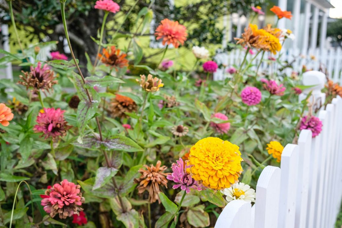 a white picket fence surrounded by flowers in front of a house .