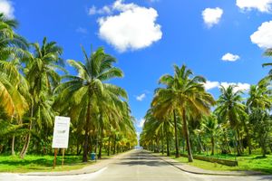 Road with palm trees in Charlotte County