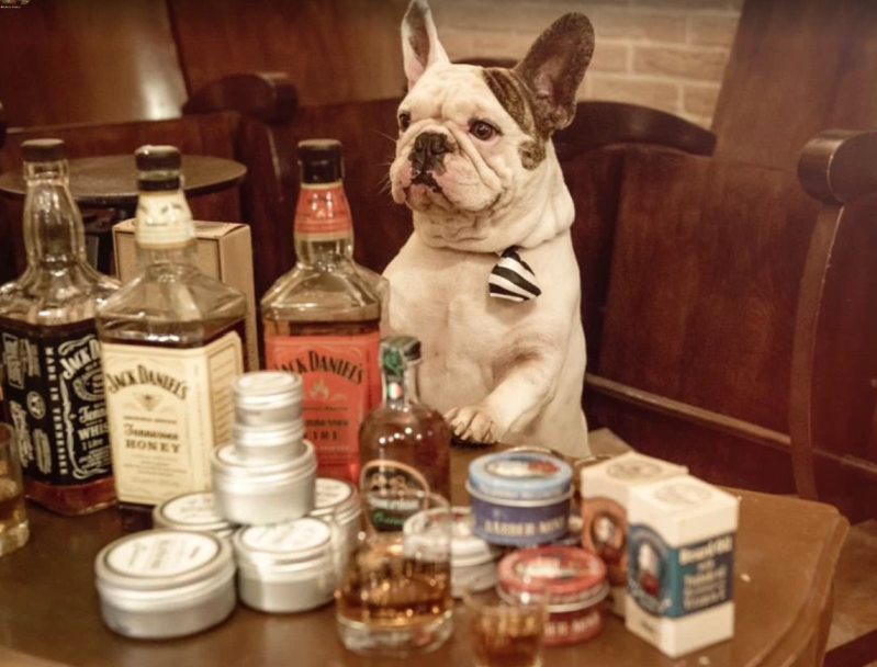 Un bulldog francese seduto su un tavolo con bottiglie di Jack Daniels