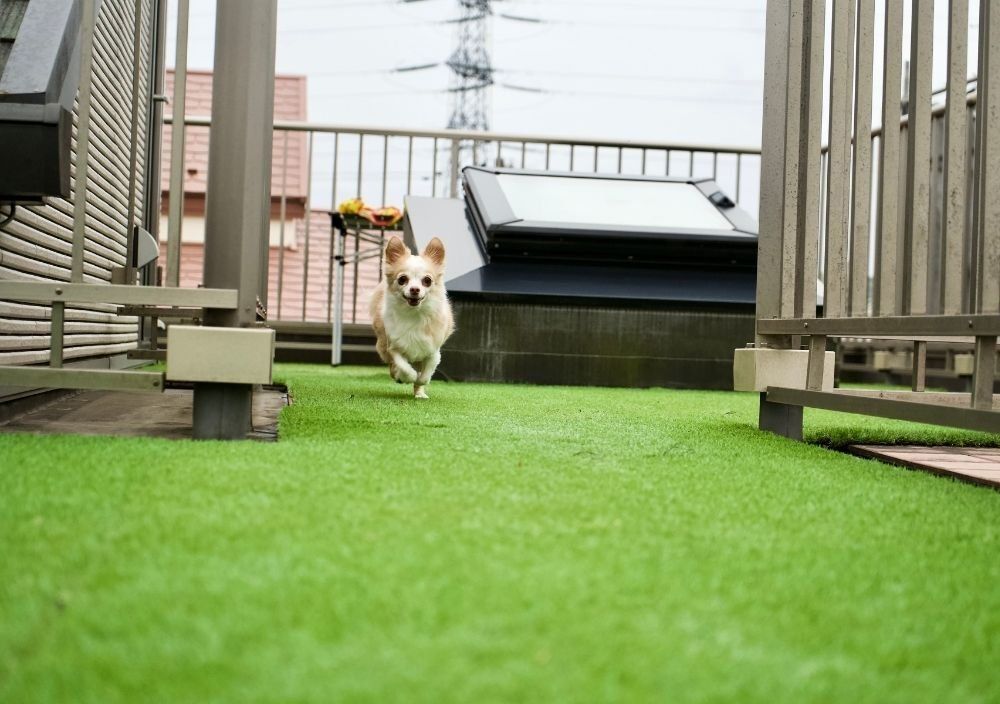Zest Artificial Grass Kenilworth - artificial grass being enjoyed by a dog
