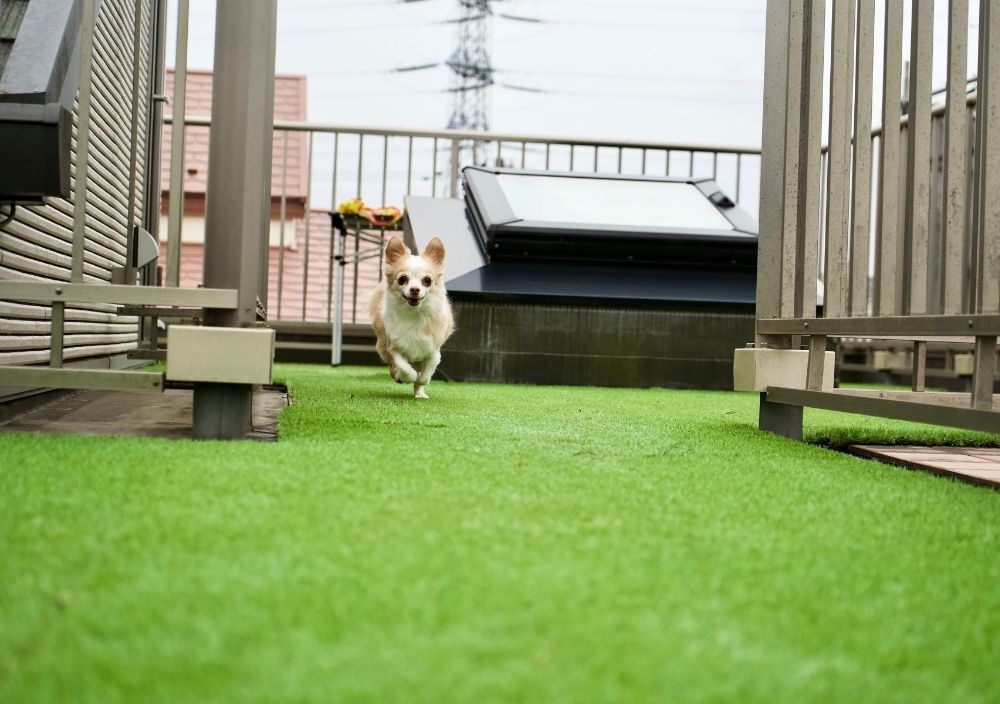 artificial grass being enjoyed by a dog in Nottingham