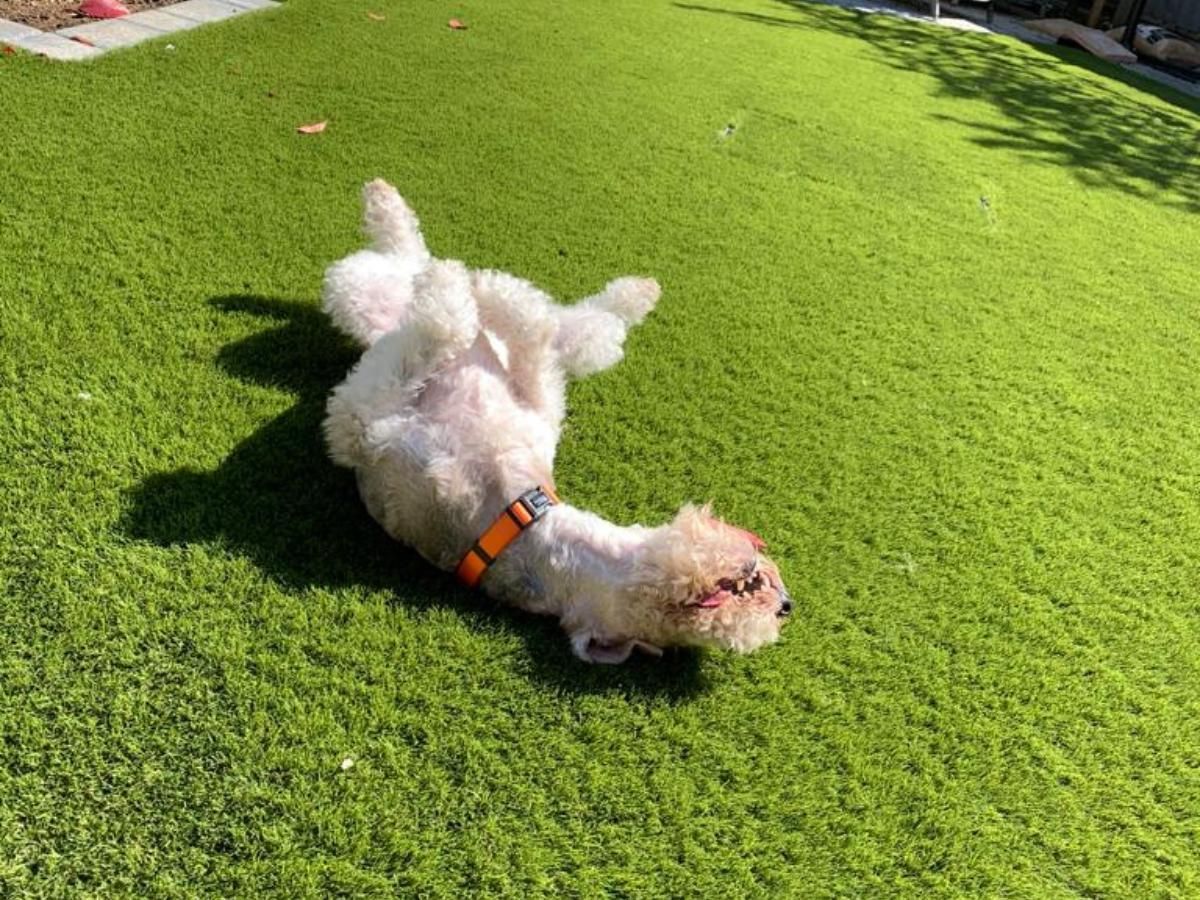 Zest Artificial Grass Dronfield artificial grass being enjoyed by a dog