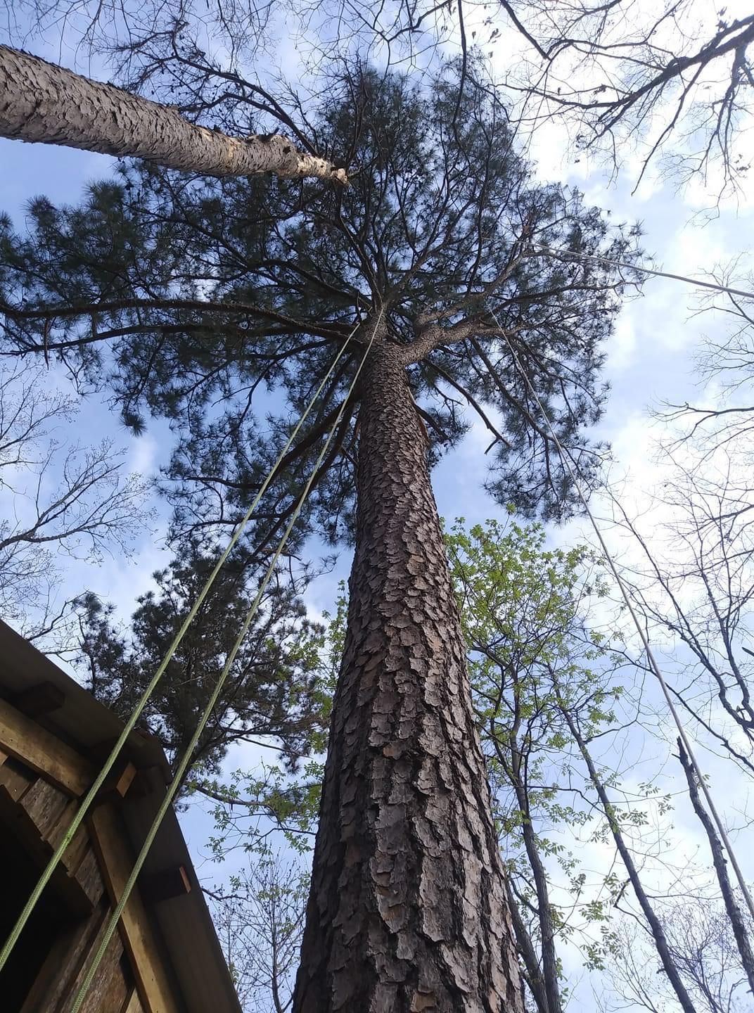 Healthy Branches | Monroe, GA | Blair and Company Tree Care