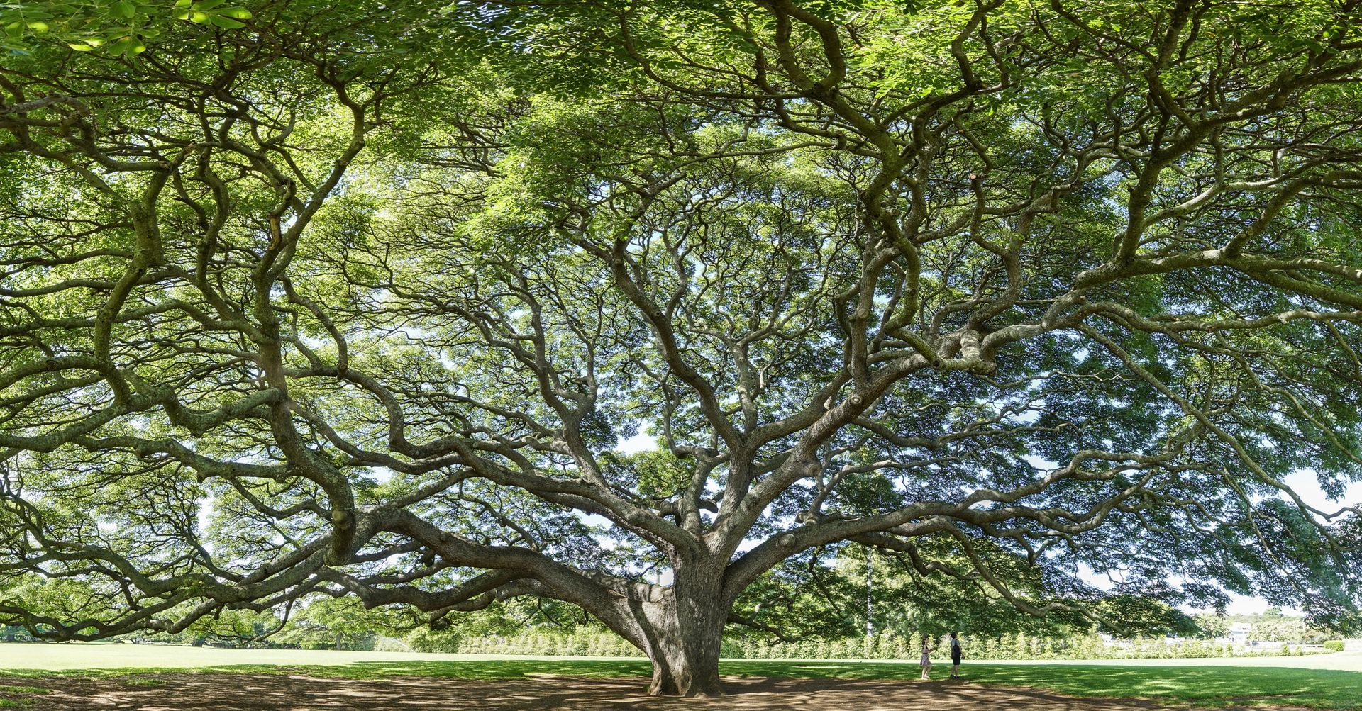 Tree Service Tree Removal | Monroe, GA | Blair and Company Tree Care