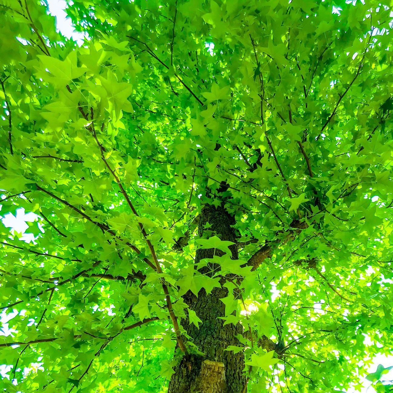 A tree in need of tree removal in Dacula, GA
