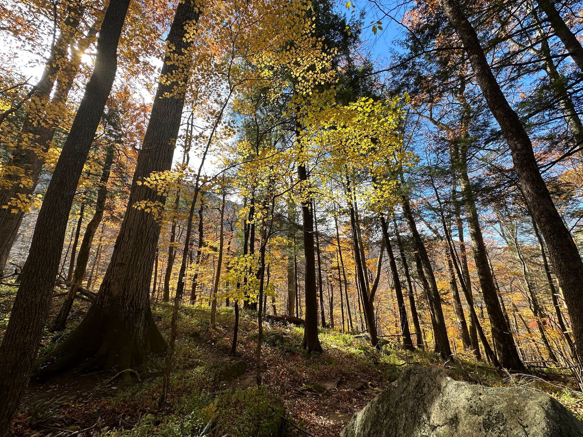 Hardwood Shedding Light | Monroe, GA | Blair and Company Tree Care