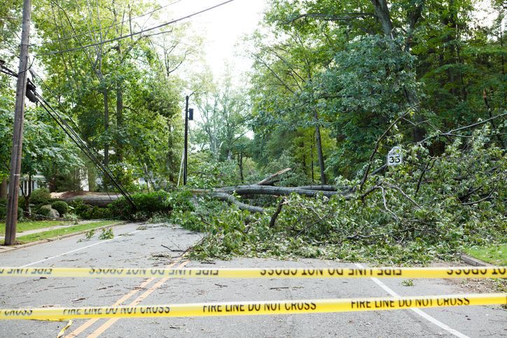 Tree With Beautiful Leaves | Monroe, GA | Blair and Company Tree Care
