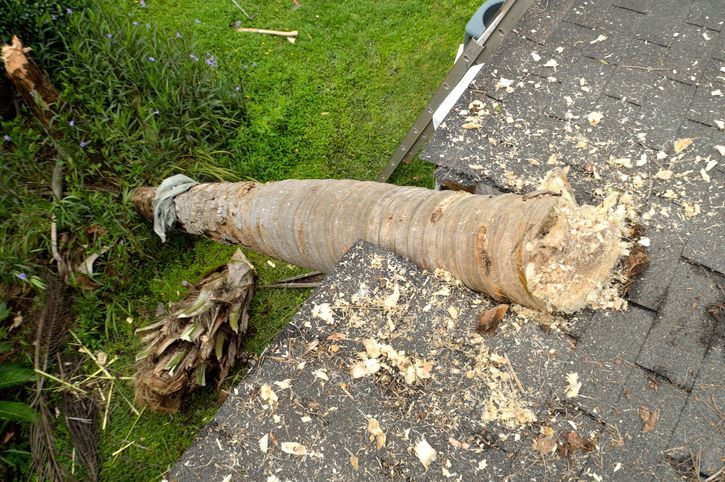 Old Timber | Monroe, GA | Blair and Company Tree Care