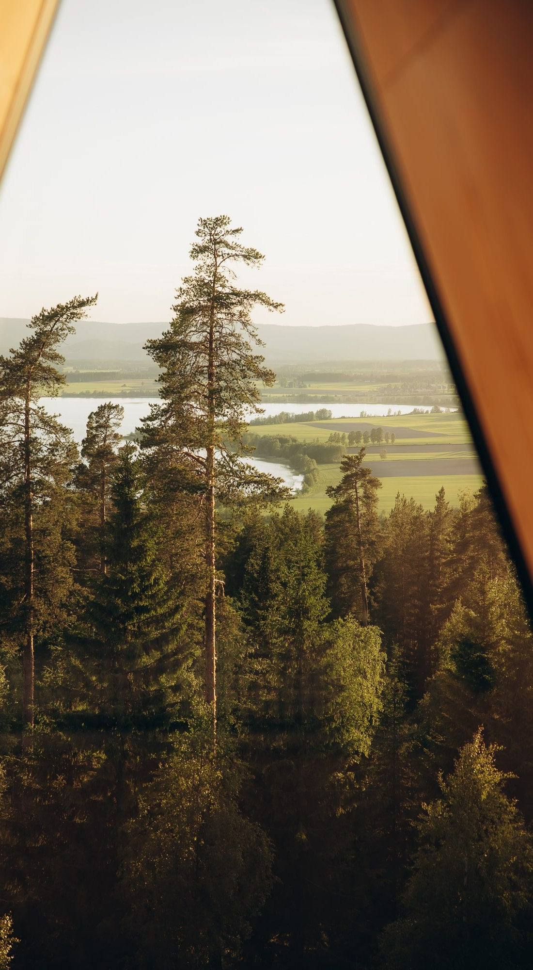 View of a river and trees from a wooden structure. Sunny day, green and brown tones.