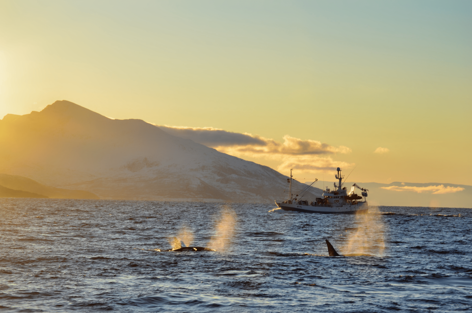 Whales surfacing near a boat with a mountain in the background at sunset.