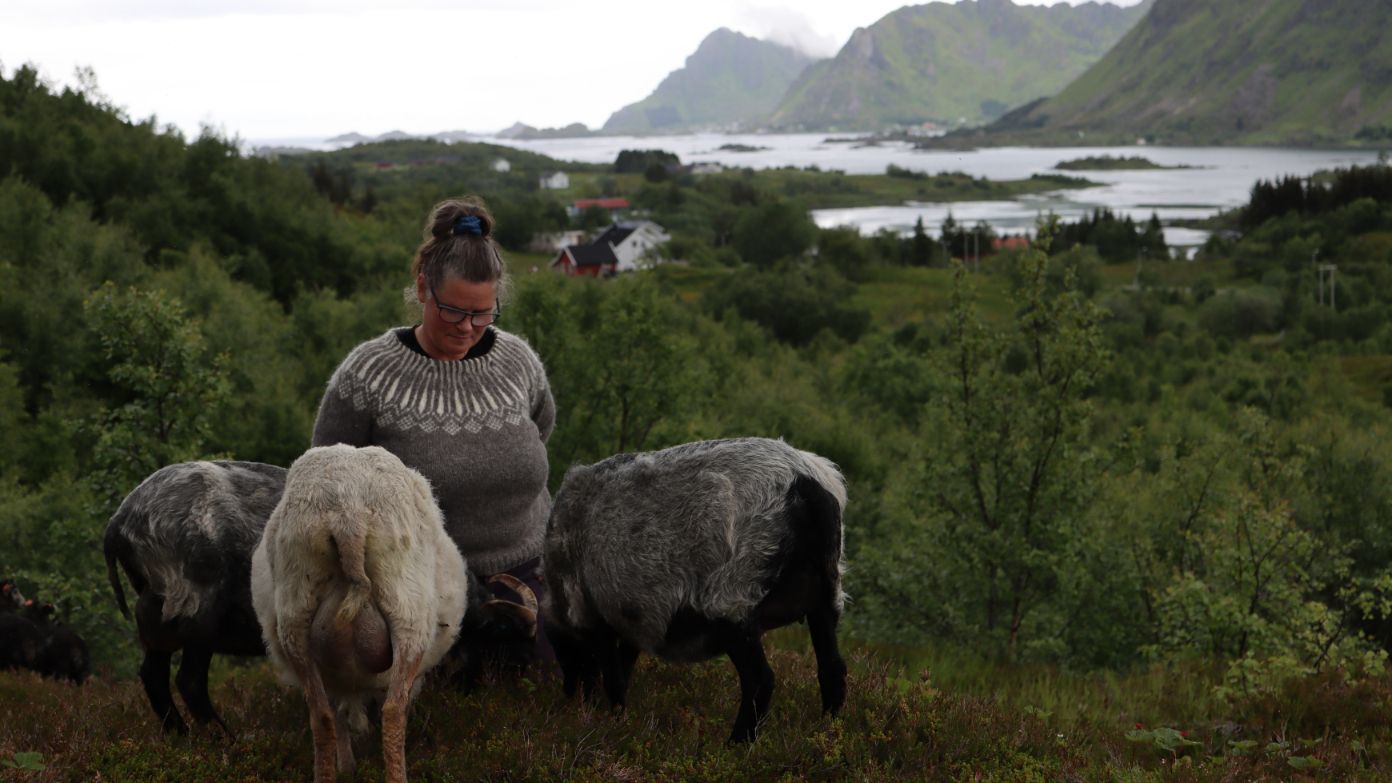Lofoten Wool
