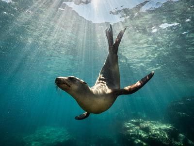 Lofoten Diving
