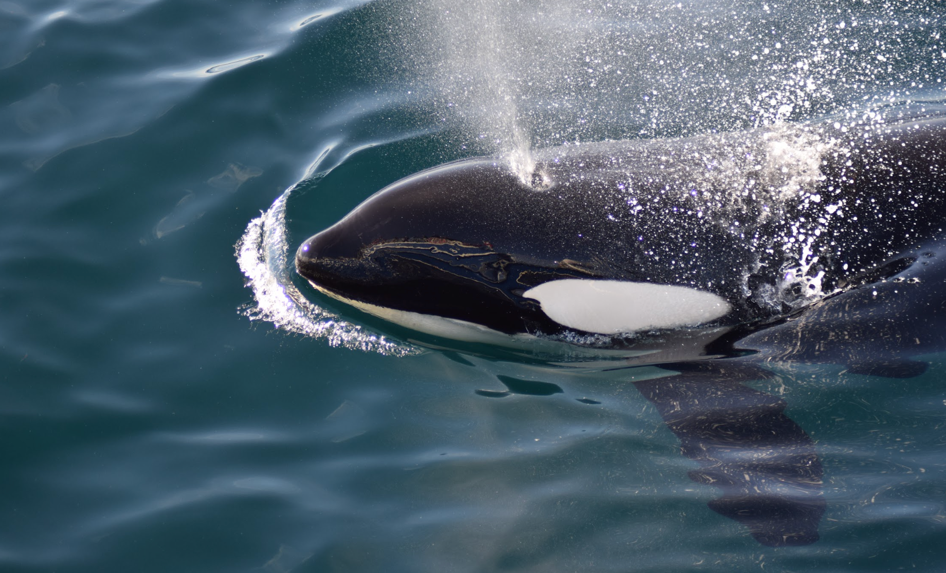 Arctic Whale Tours