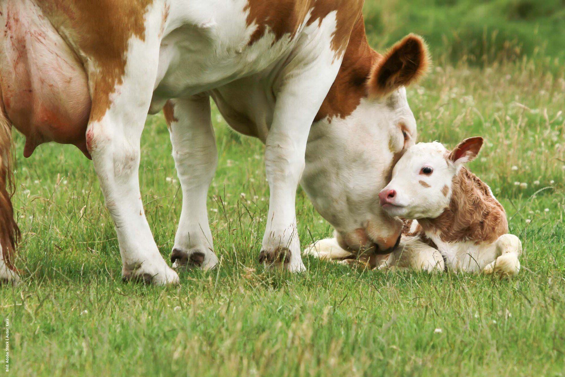 Bi-Pill, Kälberdurfall, kryptosporidien kalb, Kälberkrankheiten, durchfall kalb