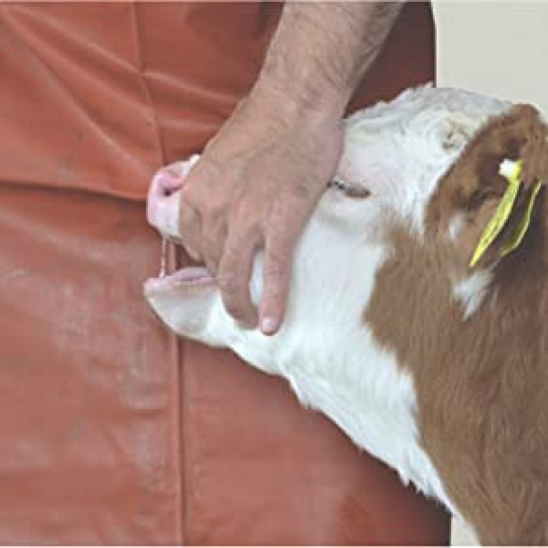 Anwendungsbeispiel Junior Schritt 1, Bi-Pill, bicarbonat pille,