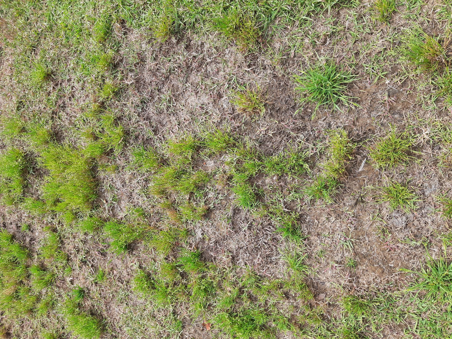 Patchy grass, with areas of green and brown, likely indicating unhealthy spots.