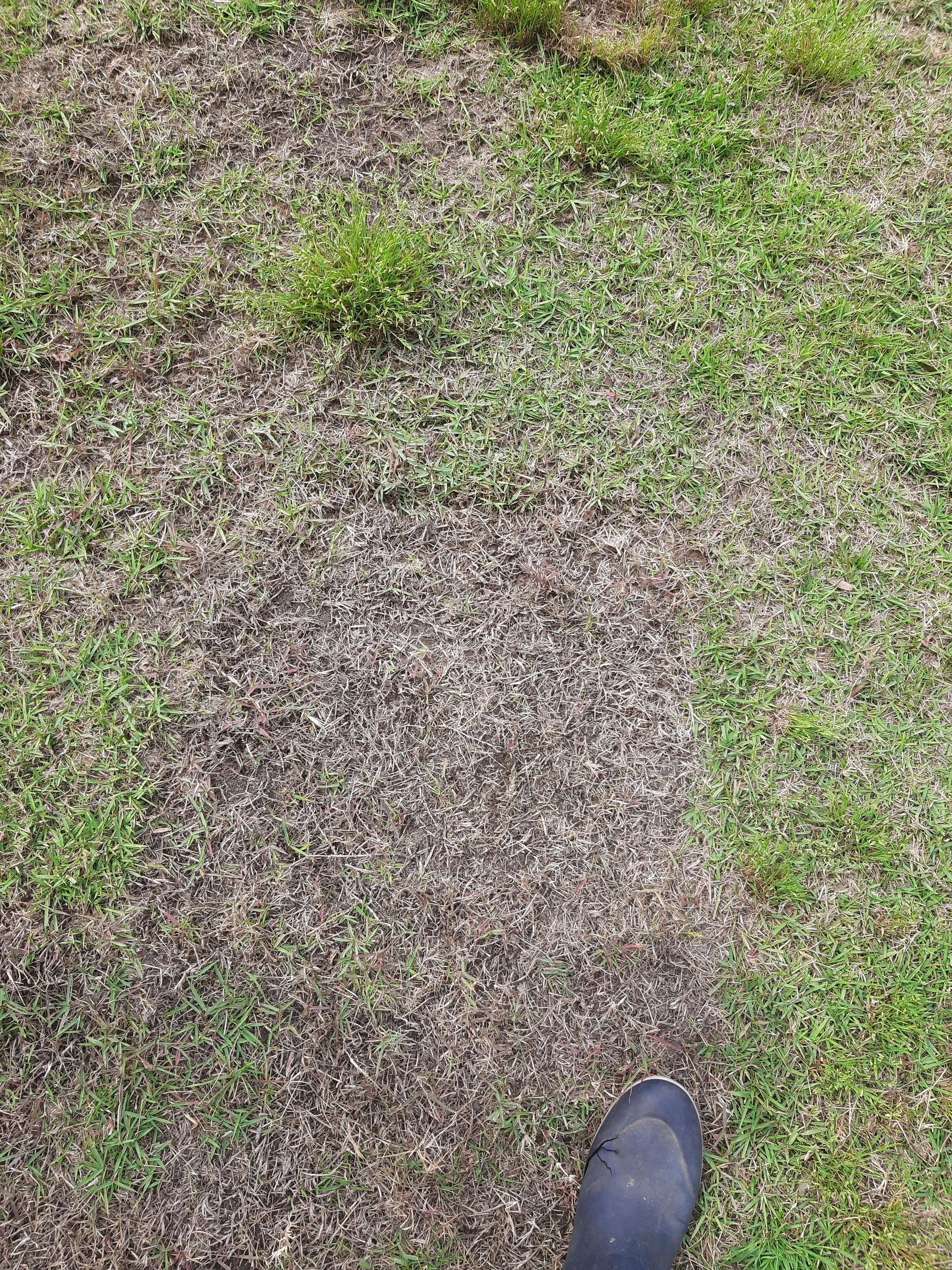 A patch of dead grass surrounded by healthy green grass; a foot is visible at the bottom right.