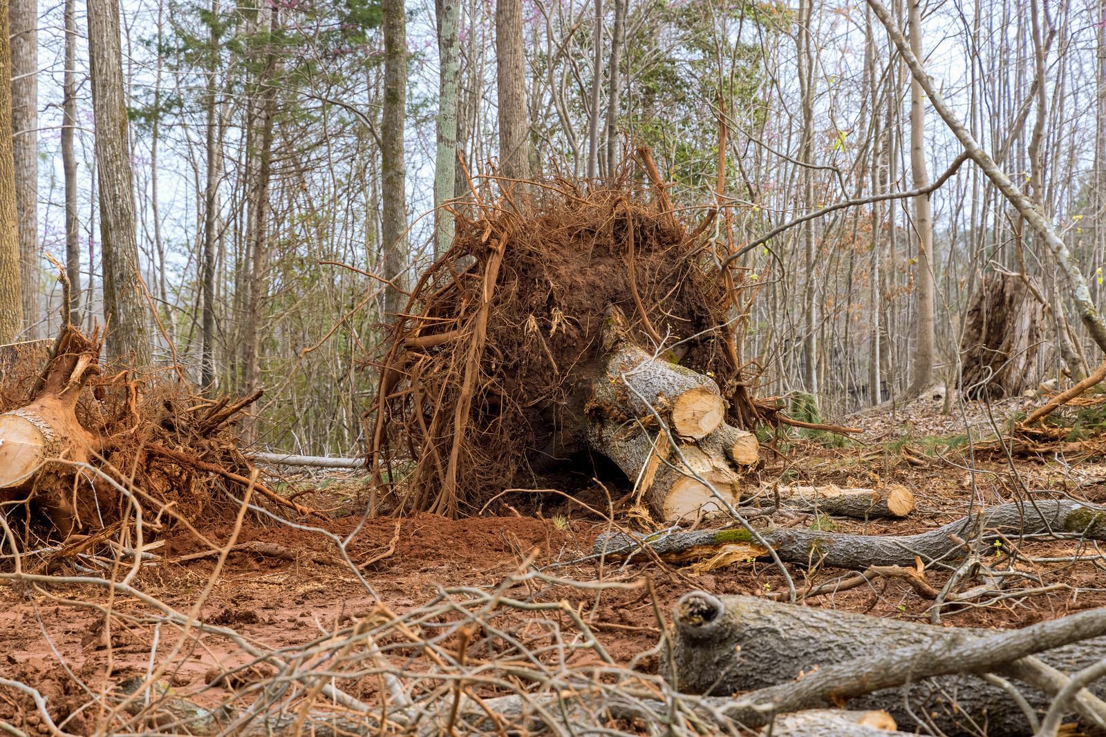 A fallen tree with exposed roots lies among felled logs and bare trees in a forest clearing.