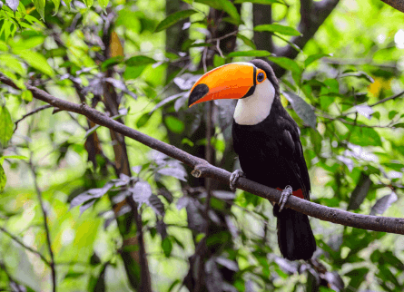 Um tucano está empoleirado em um galho de árvore na selva.