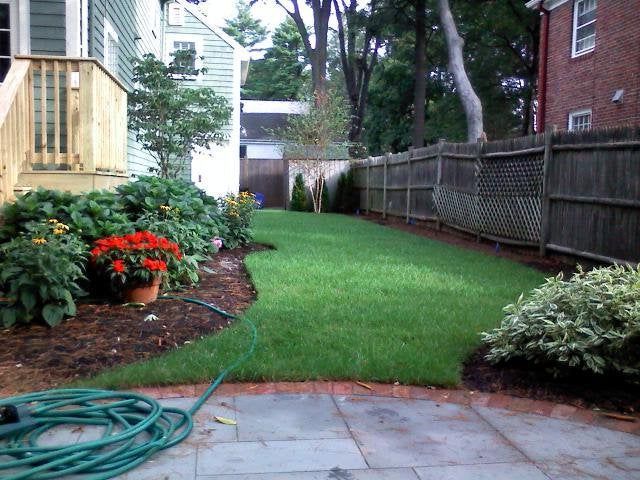 Backyard patio with green lawn, red flowers, coiled hose, and fence beside a house