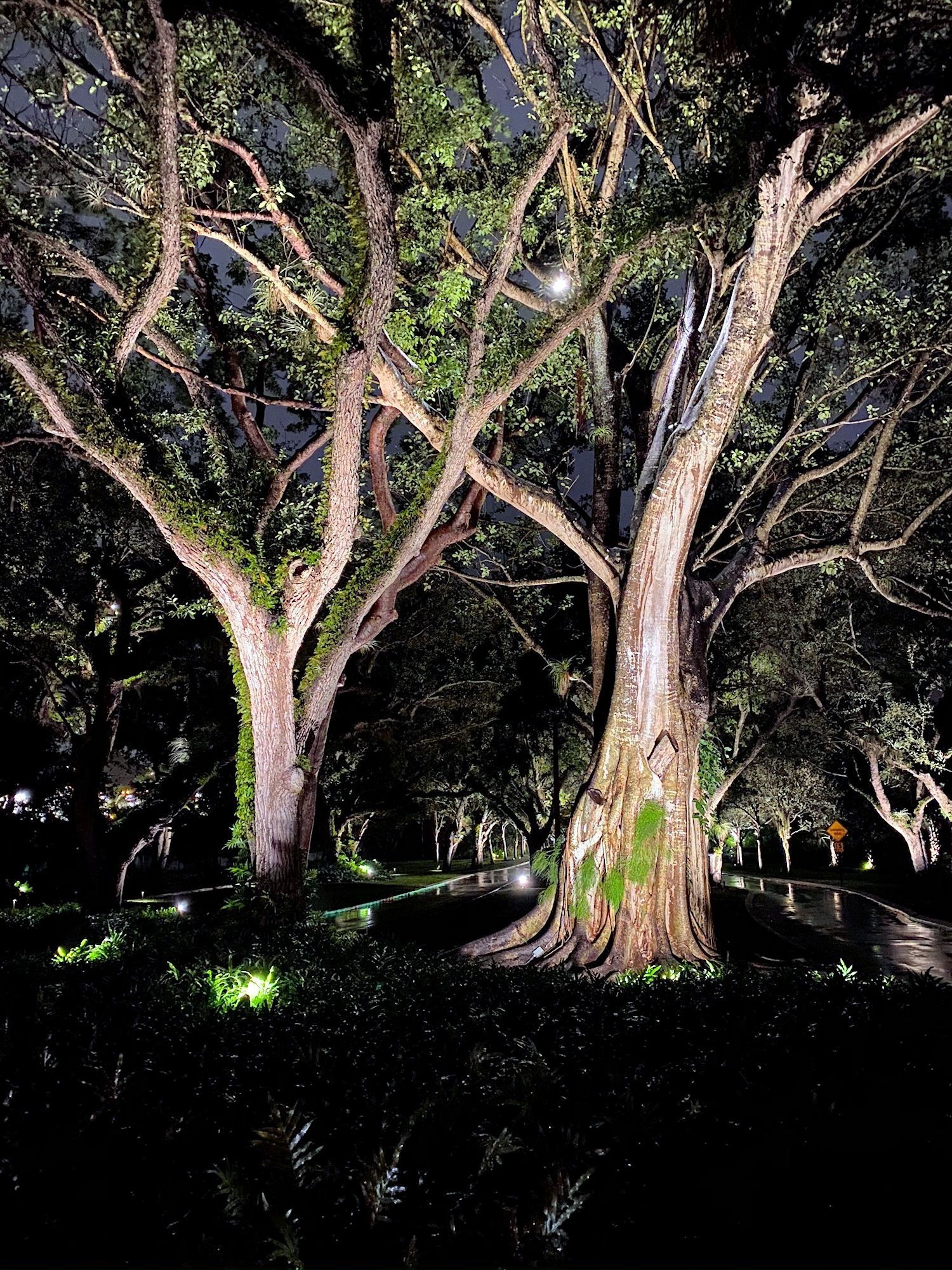 Two large trees illuminated by ground lights at night, with dark branches stretching across a dim, textured sky.