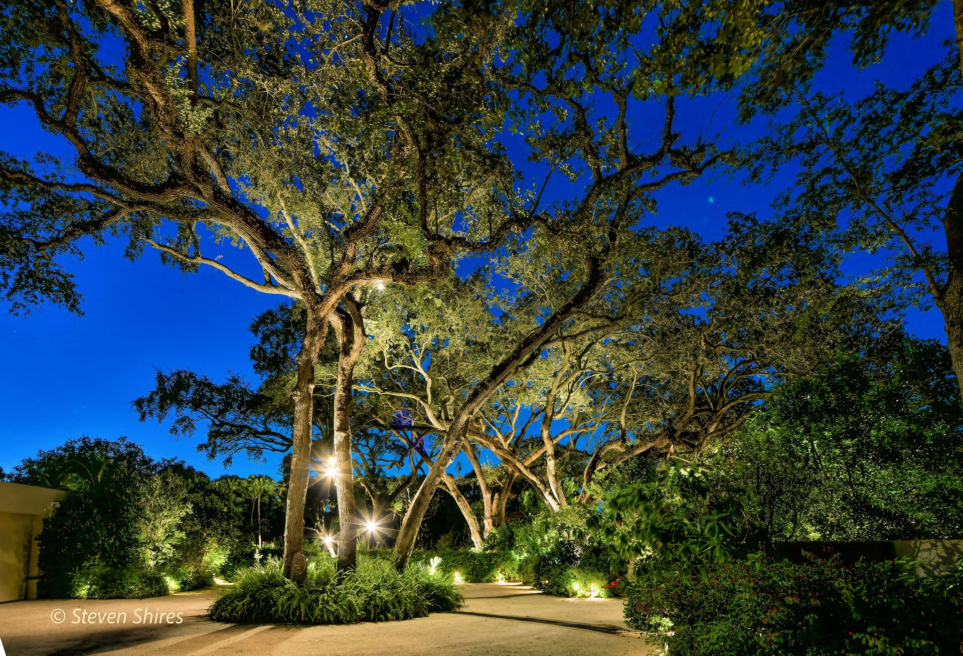 Large, illuminated oak trees in a landscaped yard against a deep blue twilight sky.