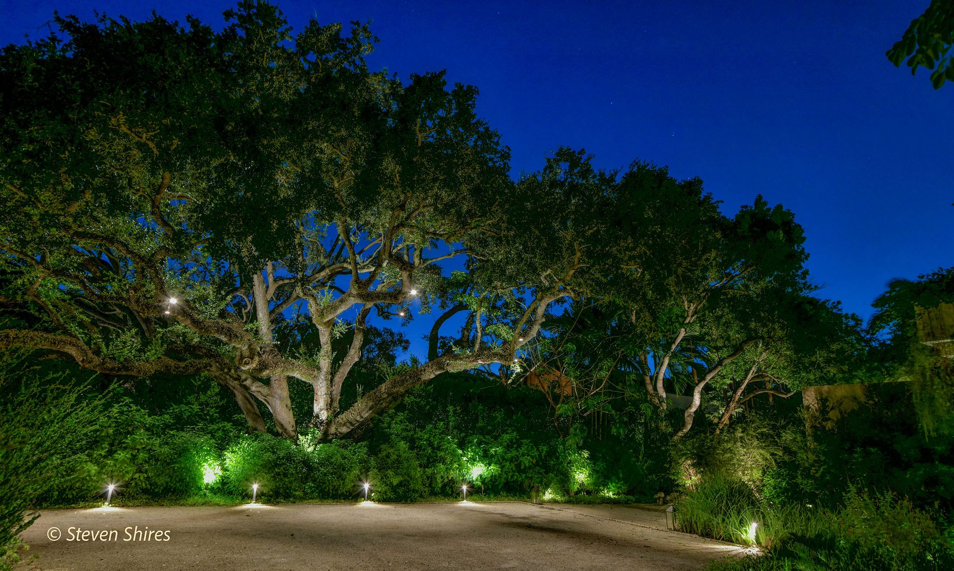 Large, sprawling oak trees are illuminated by ground lights at night against a dark blue sky.