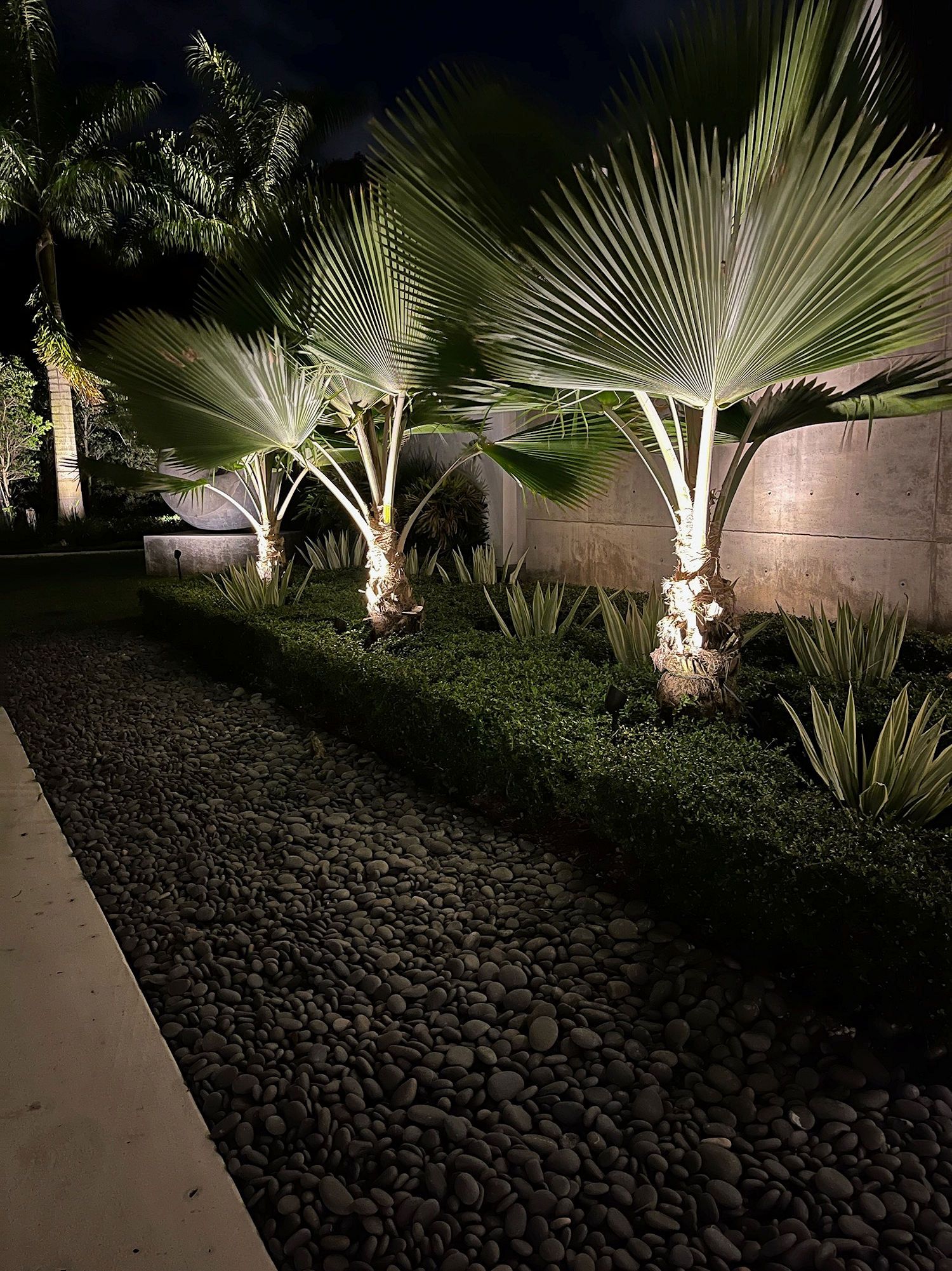 A row of three fan palms illuminated by upward-facing lights at night, set behind a low hedge and a gravel pathway.