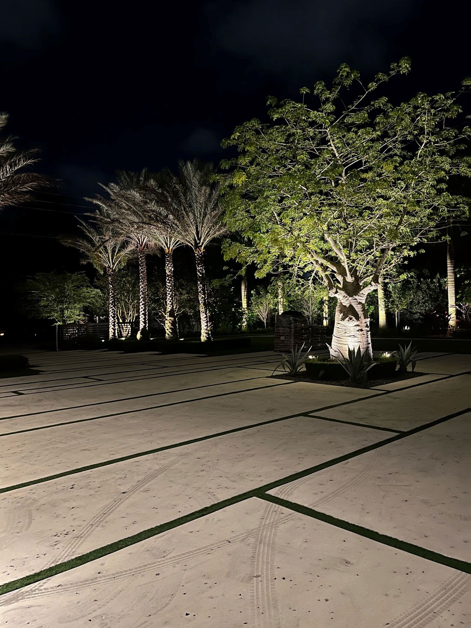 A night scene of a paved courtyard with green joint lines, illuminated by spotlights on a large tree and nearby palms.