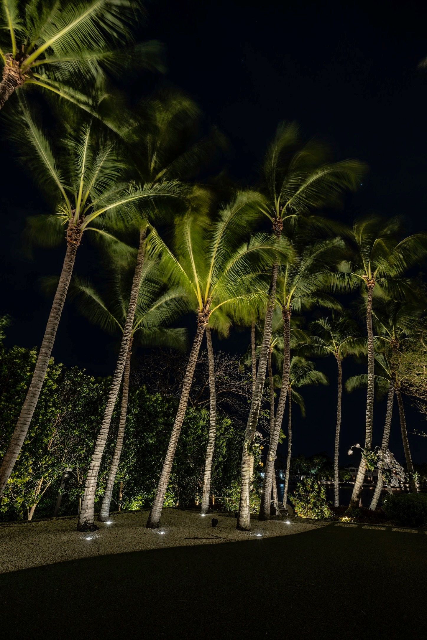 Night view of a row of tall palm trees illuminated from below against a dark sky.